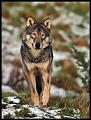 04 Pause Copyright Villayat Sunkmanitu